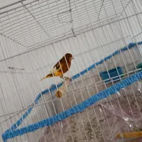 قناری ابلغ پرتقالی|پرنده|شیراز, دشت چنار|دیوار