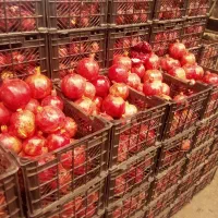 تهیه میوه تره بار از میدان تهران|خدمات پذیرایی، مراسم|لنگرود, |دیوار