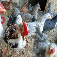 مرغ وخروس گلین اصل،چهل تاج،طوسی،ریش و کاکل فول|حیوانات مزرعه|طرقبه, |دیوار