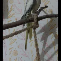 پرورش خانگی عروس هلندی