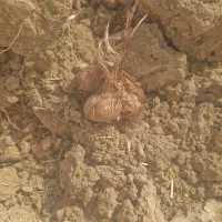 فروش پیاززعفران|خدمات باغبانی و درختکاری|مشهد, کارده|دیوار