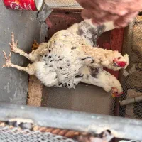 مرغ تخم گذار