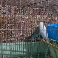 یک جفت مرغ عشق|پرنده|قم, نیروگاه|دیوار