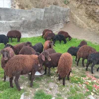 ۱۰ جفت کاور و بره قزل افشار ماده زیبا برای داشتی