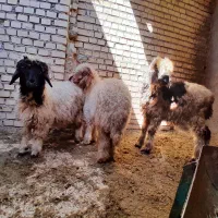 میش چاق چپر و ۳تا بره|حیوانات مزرعه|شوشتر, |دیوار