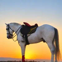 اسب سیلمی یورقه