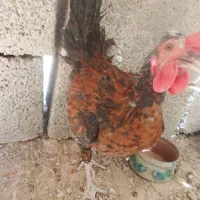 جوجه کوردی