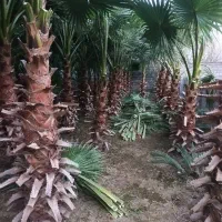 فروش درخت پالم