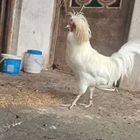 خروس کاکولی تاج دار