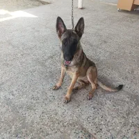 سگ مالنیوز|سگ|بندرعباس, |دیوار