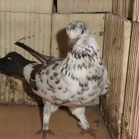 پرنده کبوتر ساعت بالا|پرنده|رامسر, |دیوار