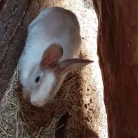 خرگوش|موش و خرگوش|زابل, |دیوار