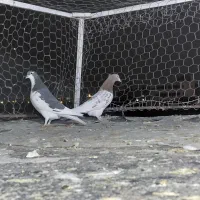 کفتر|پرنده|شیراز, کوشک میدان|دیوار