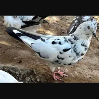 کبوتر پروازی