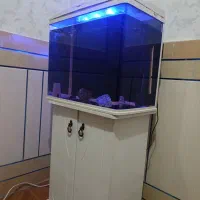 آکواریوم ماهی|ماهی|فولادشهر, B7|دیوار