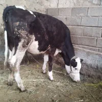 گوساله نر و ماده