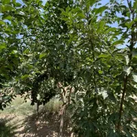 فروش-باغچه-باغ