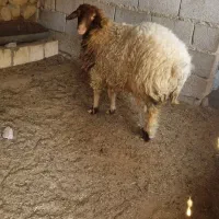 دوبره ماده|حیوانات مزرعه|خورموج, |دیوار