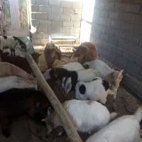 بزغاله|حیوانات مزرعه|شهرضا, |دیوار