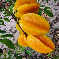 نهال گیلاس گردو کیوی سیب گلابی تمشک|خدمات باغبانی و درختکاری|فومن, |دیوار