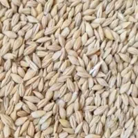فروش جوگندم یونجه پرس وخوراک دام