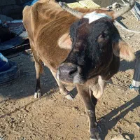 گاو و گوساله