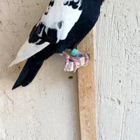 کفترکاشمر|پرنده|کاشمر, |دیوار