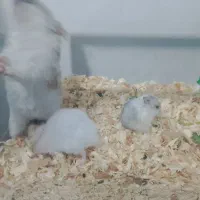 همستر|موش و خرگوش|شیراز, سلطان آباد|دیوار