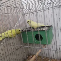 یک جفت مرغ عشق