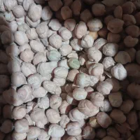 نخود سفید و درشت درجه یک