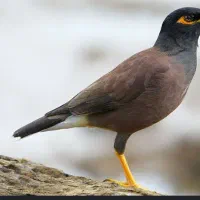 دو عدد مرغ مینا