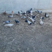 کفتر هوا|پرنده|کاشمر, |دیوار