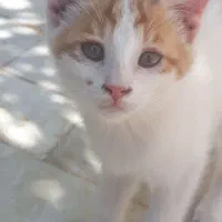 ناز خشکل