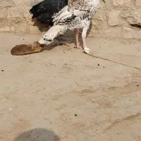 بوقلمون|حیوانات مزرعه|ماهیدشت, |دیوار