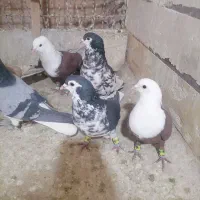 کله سفیدکاکلی