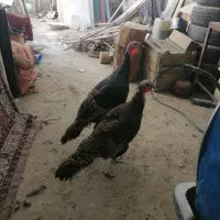 ماده بوقلمون