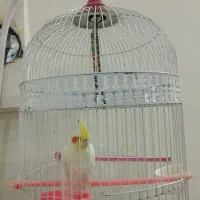 عروس هلندی|پرنده|زاهدان, |دیوار