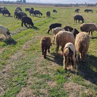 کهره و بره،بز ومیش،کولار و شیشک