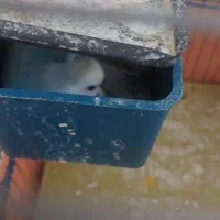 یه جف مرغ عشق مولد