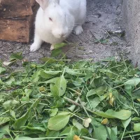 خرگوش|موش و خرگوش|ایذه, |دیوار