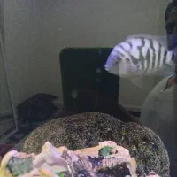 تعدادی ماهی