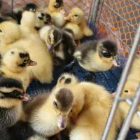 جوجه اردک  محلی  و جوجه مرغ|حیوانات مزرعه|رشت, باهنر|دیوار