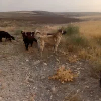 سگ سرابی ۱۲ ماهه