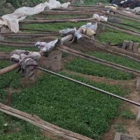 انواع شتل و نشائ گوجه‌فرنگی *ضمانتی*