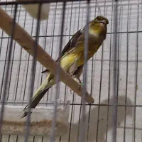 قناری بلند|پرنده|شیراز, فضلآباد|دیوار