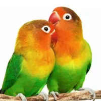 کوتوله برزیلی