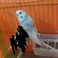 یک عدد مرغ عشق انگلیسی|پرنده|تهران, دولتخواه جنوبی|دیوار