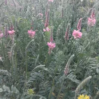 علوفه(خشه) عالی برای دام.هنوز چیده نشده