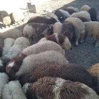 انواع بره چاق کشتاری فروش تکی