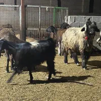 فروش قوچ بختیاری درجه یک